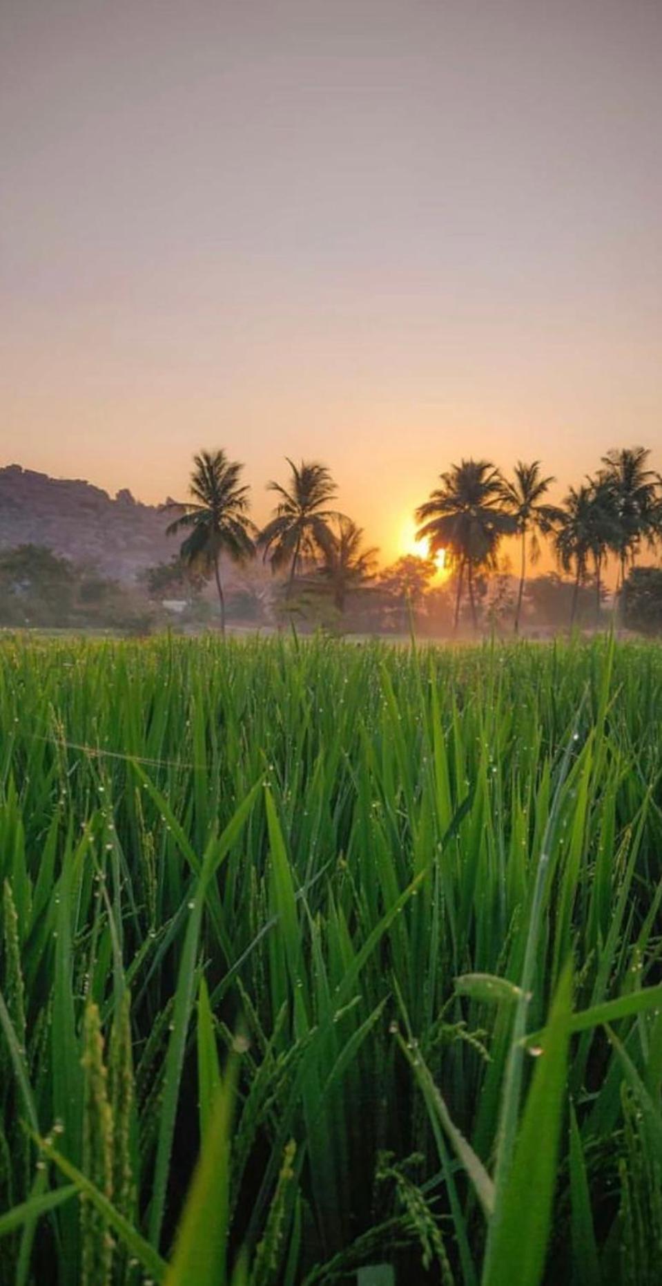 Sunrise Guest House & Restaurant هامبي المظهر الخارجي الصورة